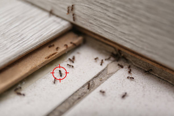 Best Commercial Pest Control Services  in Monterey, CA